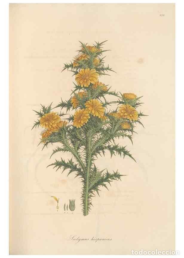 Collectionnisme de Revues et Journaux: Reproducci&oacute;n/Reproduction 49580119762: Flora Graeca, sive, Plantarum rariorum historia, quas in prov