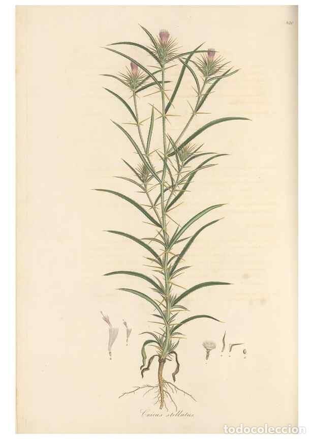 Collectionnisme de Revues et Journaux: Reproducci&oacute;n/Reproduction 49580121612: Flora Graeca, sive, Plantarum rariorum historia, quas in prov