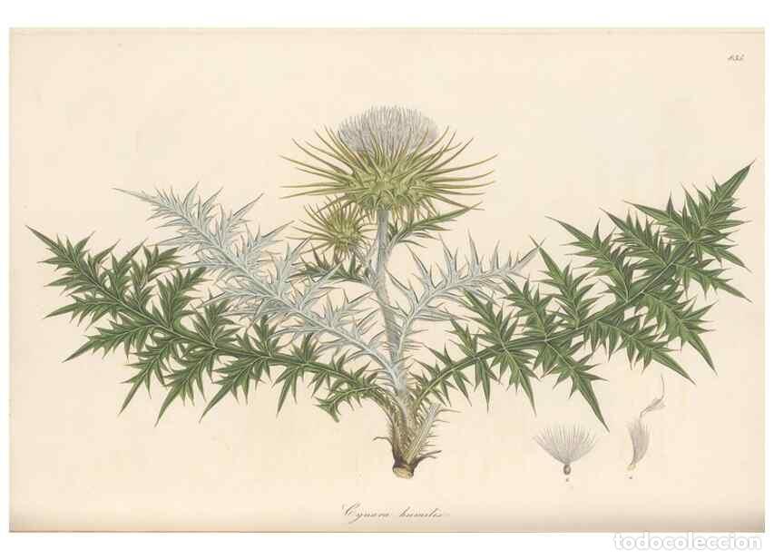 Collectionnisme de Revues et Journaux: Reproducci&oacute;n/Reproduction 49580123287: Flora Graeca, sive, Plantarum rariorum historia, quas in prov