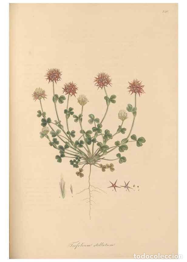 Colecionismo de Revistas e Jornais: Reproducci&oacute;n/Reproduction 49579325473: Flora Graeca, sive, Plantarum rariorum historia, quas in prov