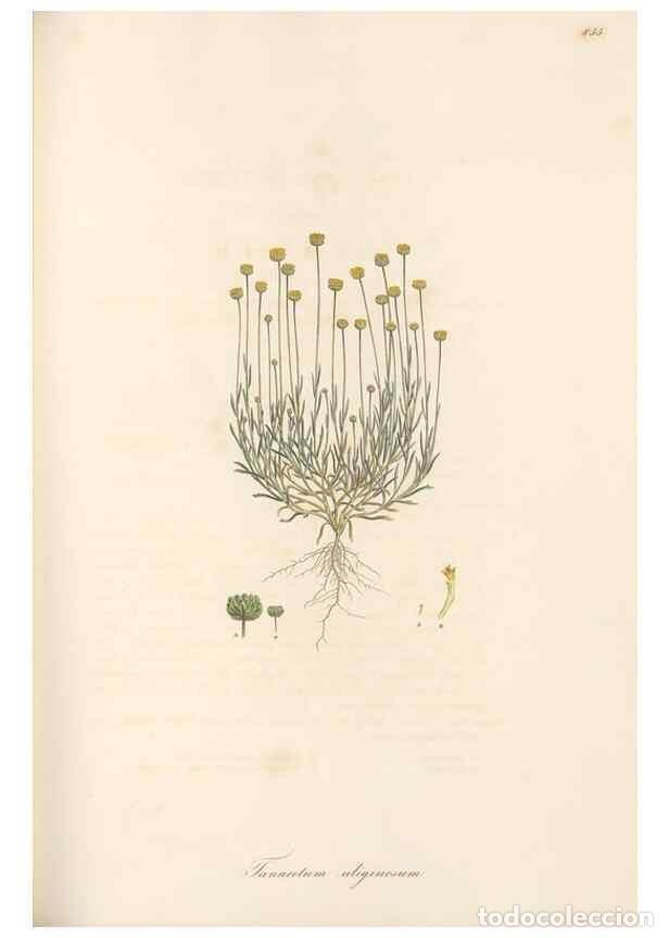 Colecionismo de Revistas e Jornais: Reproducci&oacute;n/Reproduction 49579400988: Flora Graeca, sive, Plantarum rariorum historia, quas in prov