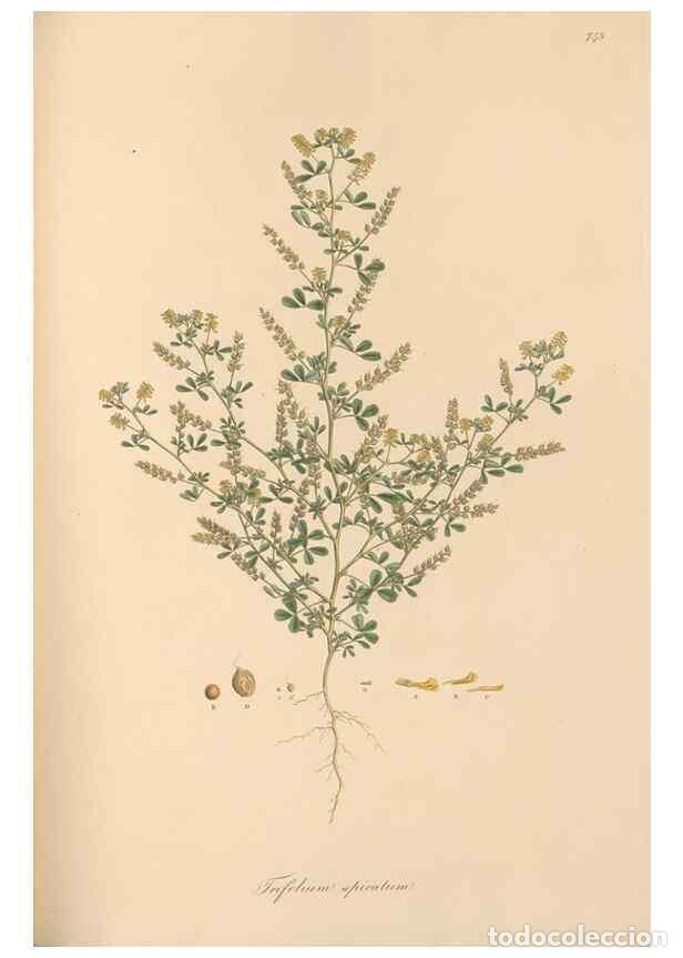 Colecionismo de Revistas e Jornais: Reproducci&oacute;n/Reproduction 49579825961: Flora Graeca, sive, Plantarum rariorum historia, quas in prov