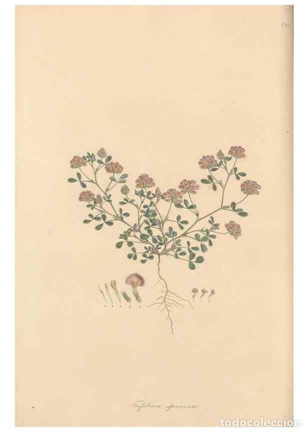 Colecionismo de Revistas e Jornais: Reproducci&oacute;n/Reproduction 49579830651: Flora Graeca, sive, Plantarum rariorum historia, quas in prov