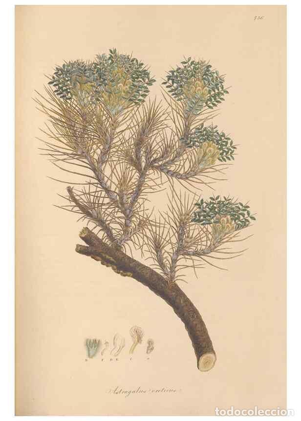 Colecionismo de Revistas e Jornais: Reproducci&oacute;n/Reproduction 49580050062: Flora Graeca, sive, Plantarum rariorum historia, quas in prov