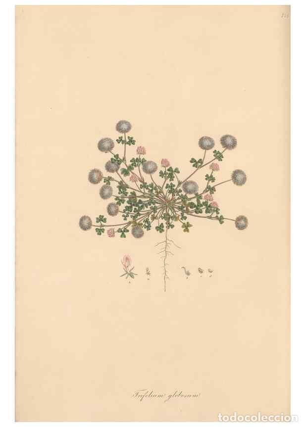 Colecionismo de Revistas e Jornais: Reproducci&oacute;n/Reproduction 49579826371: Flora Graeca, sive, Plantarum rariorum historia, quas in prov