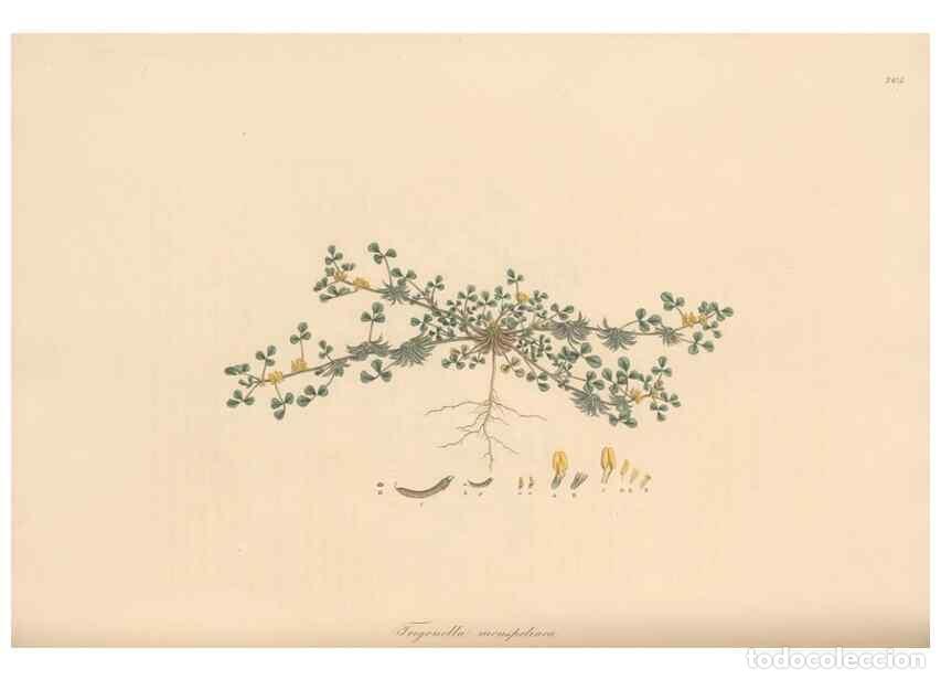 Colecionismo de Revistas e Jornais: Reproducci&oacute;n/Reproduction 49579330998: Flora Graeca, sive, Plantarum rariorum historia, quas in prov