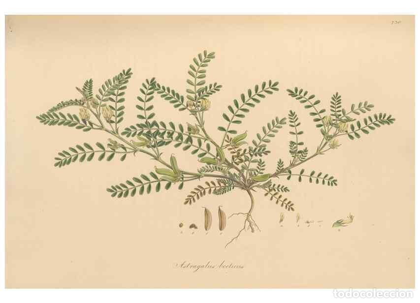 Colecionismo de Revistas e Jornais: Reproducci&oacute;n/Reproduction 49580047867: Flora Graeca, sive, Plantarum rariorum historia, quas in prov