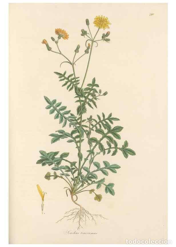 Colecionismo de Revistas e Jornais: Reproducci&oacute;n/Reproduction 49579843431: Flora Graeca, sive, Plantarum rariorum historia, quas in prov