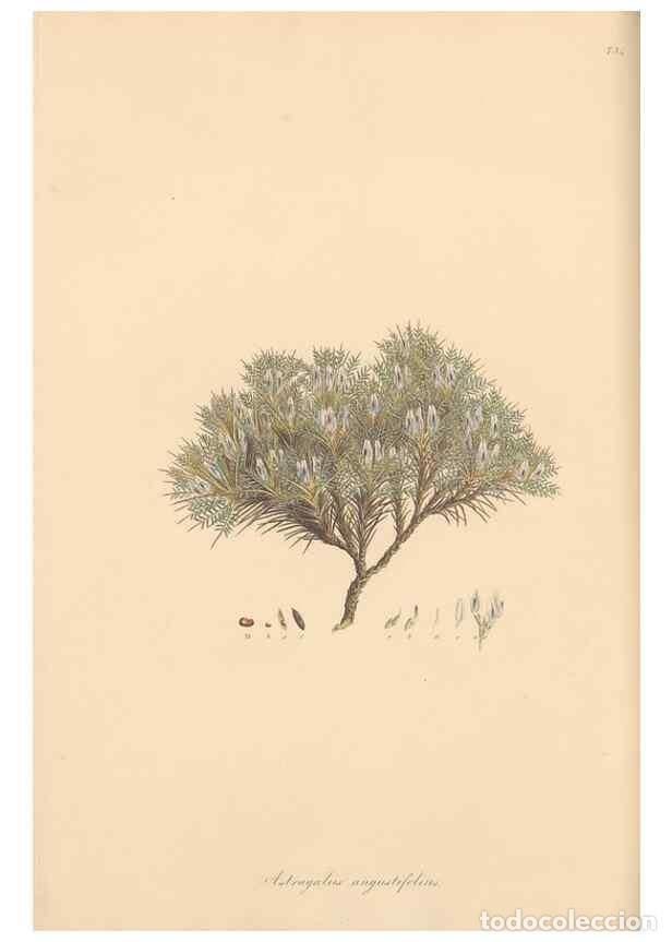 Colecionismo de Revistas e Jornais: Reproducci&oacute;n/Reproduction 49579822446: Flora Graeca, sive, Plantarum rariorum historia, quas in prov