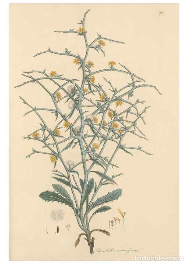 Colecionismo de Revistas e Jornais: Reproducci&oacute;n/Reproduction 49579845081: Flora Graeca, sive, Plantarum rariorum historia, quas in prov