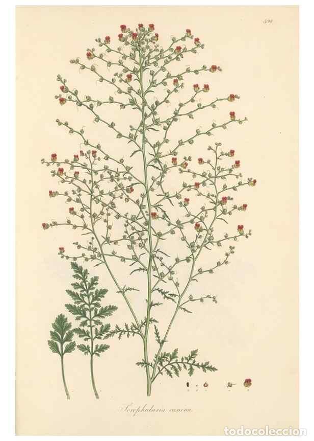 Collectionnisme de Revues et Journaux: Reproducci&oacute;n/Reproduction 49557682606: Flora Graeca, sive, Plantarum rariorum historia, quas in prov