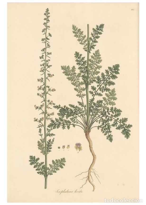 Collectionnisme de Revues et Journaux: Reproducci&oacute;n/Reproduction 49557738001: Flora Graeca, sive, Plantarum rariorum historia, quas in prov