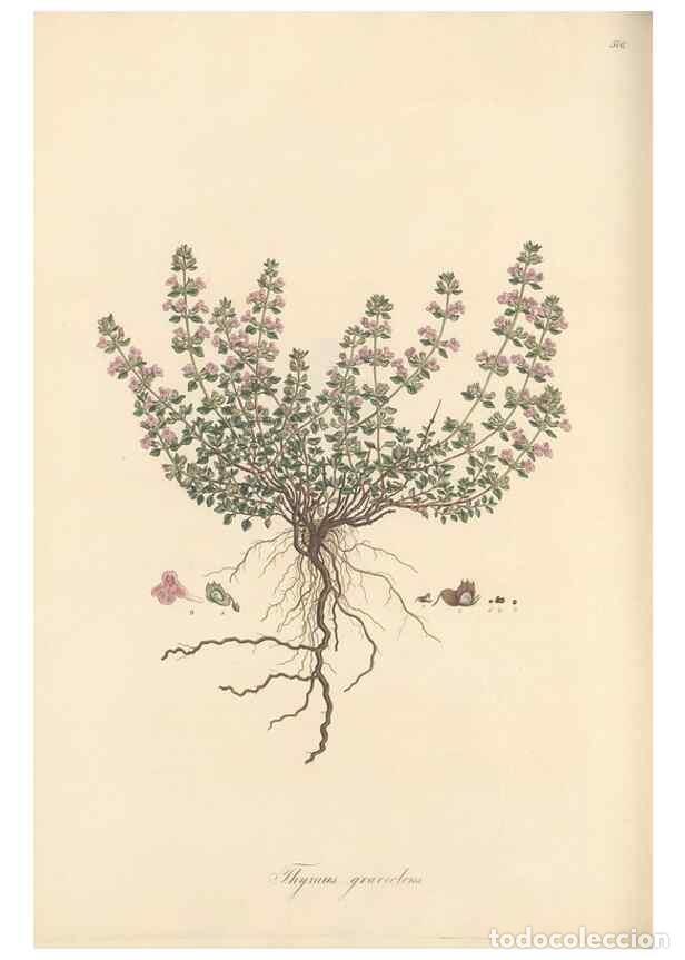 Collectionnisme de Revues et Journaux: Reproducci&oacute;n/Reproduction 49557178863: Flora Graeca, sive, Plantarum rariorum historia, quas in prov