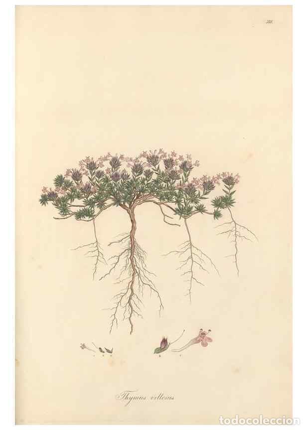 Collectionnisme de Revues et Journaux: Reproducci&oacute;n/Reproduction 49557911097: Flora Graeca, sive, Plantarum rariorum historia, quas in prov