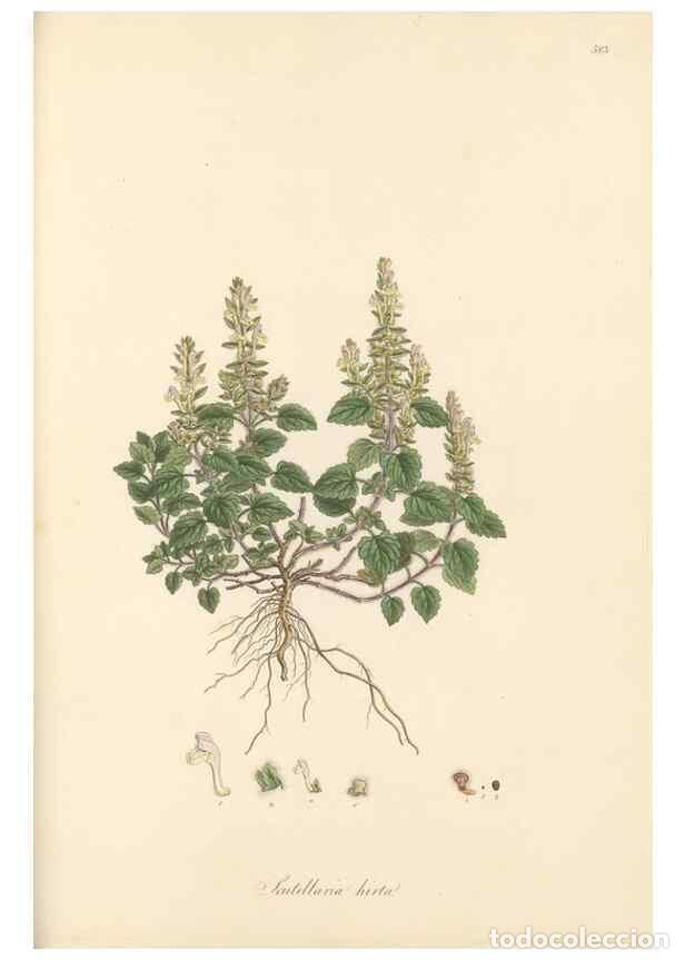 Collectionnisme de Revues et Journaux: Reproducci&oacute;n/Reproduction 49557678121: Flora Graeca, sive, Plantarum rariorum historia, quas in prov