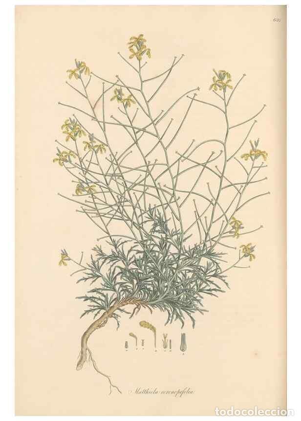 Collectionnisme de Revues et Journaux: Reproducci&oacute;n/Reproduction 49557252173: Flora Graeca, sive, Plantarum rariorum historia, quas in prov