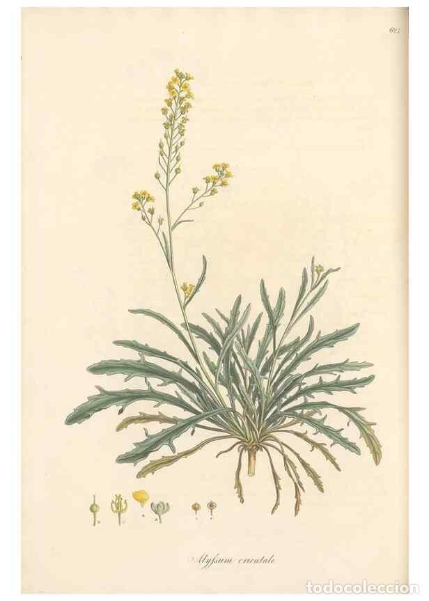 Collectionnisme de Revues et Journaux: Reproducci&oacute;n/Reproduction 49557248313: Flora Graeca, sive, Plantarum rariorum historia, quas in prov