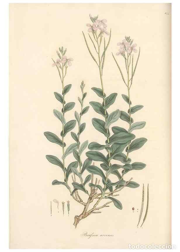 Sammeln von Zeitschriften und Zeitungen: Reproducci&oacute;n/Reproduction 49557254223: Flora Graeca, sive, Plantarum rariorum historia, quas in prov