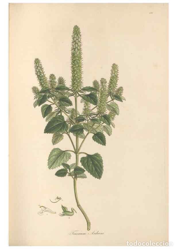 Sammeln von Zeitschriften und Zeitungen: Reproducci&oacute;n/Reproduction 49557661681: Flora Graeca, sive, Plantarum rariorum historia, quas in prov