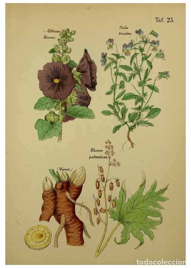 Sammeln von Zeitschriften und Zeitungen: Reproducci&oacute;n/Reproduction 49578951081: Anleitung zu Anbau, Ernte und Verwendung der Arzneipflanzen..