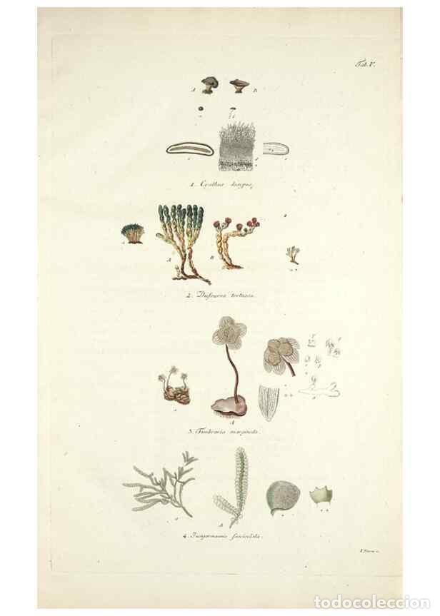 Sammeln von Zeitschriften und Zeitungen: Reproducci&oacute;n/Reproduction 49578472843: Horae physicae Berolinenses :. Bonnae :Adolphi Marcus,1820..