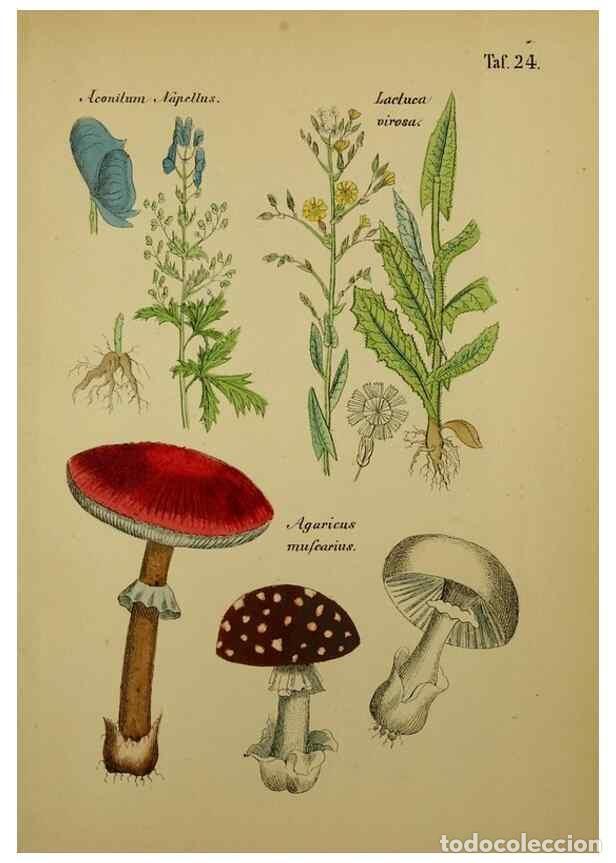 Sammeln von Zeitschriften und Zeitungen: Reproducci&oacute;n/Reproduction 49578950906: Anleitung zu Anbau, Ernte und Verwendung der Arzneipflanzen..