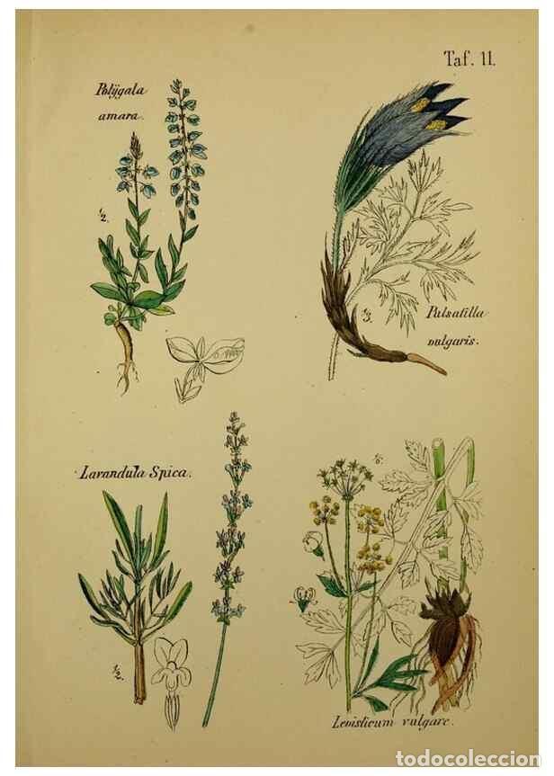 Colecionismo de Revistas e Jornais: Reproducci&oacute;n/Reproduction 49578443928: Anleitung zu Anbau, Ernte und Verwendung der Arzneipflanzen..