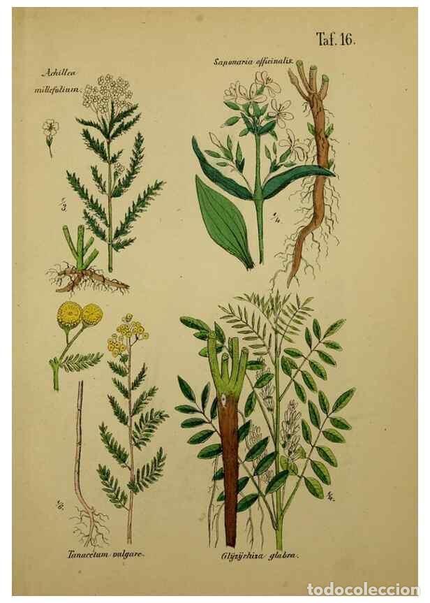 Colecionismo de Revistas e Jornais: Reproducci&oacute;n/Reproduction 49578949616: Anleitung zu Anbau, Ernte und Verwendung der Arzneipflanzen..