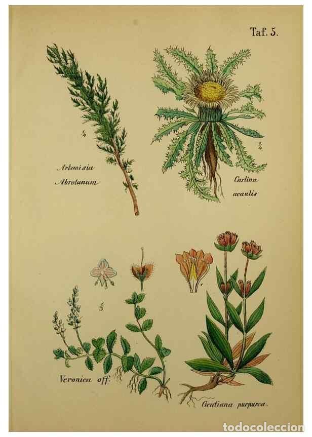 Colecionismo de Revistas e Jornais: Reproducci&oacute;n/Reproduction 49578947521: Anleitung zu Anbau, Ernte und Verwendung der Arzneipflanzen..