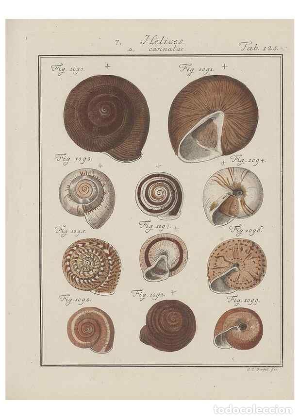 Colecionismo de Revistas e Jornais: Reproducci&oacute;n/Reproduction 49579065041: Abhandlung von den Land = und Flu&szlig;schnecken, oder von solchen