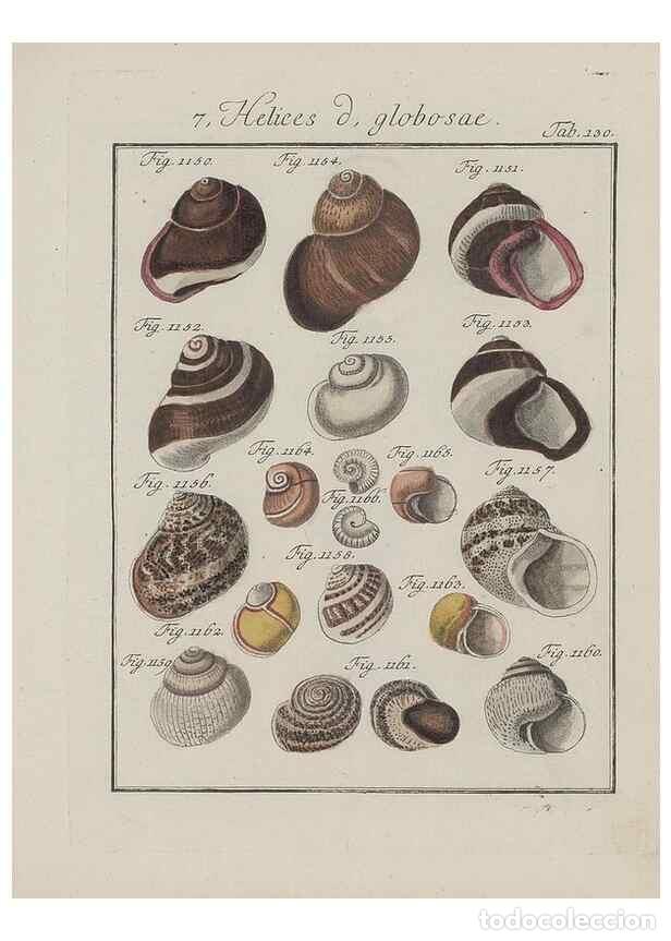 Colecionismo de Revistas e Jornais: Reproducci&oacute;n/Reproduction 49579292692: Abhandlung von den Land = und Flu&szlig;schnecken, oder von solchen