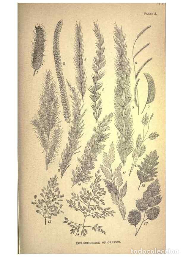 Colecionismo de Revistas e Jornais: Reproducci&oacute;n/Reproduction 49579172121: The agricultural grasses and forage plants of the United Stat