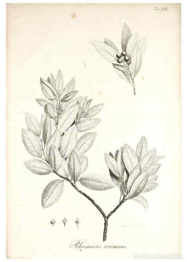 Colecionismo de Revistas e Jornais: Reproducci&oacute;n/Reproduction 49578982321: Horae physicae Berolinenses :. Bonnae :Adolphi Marcus,1820..