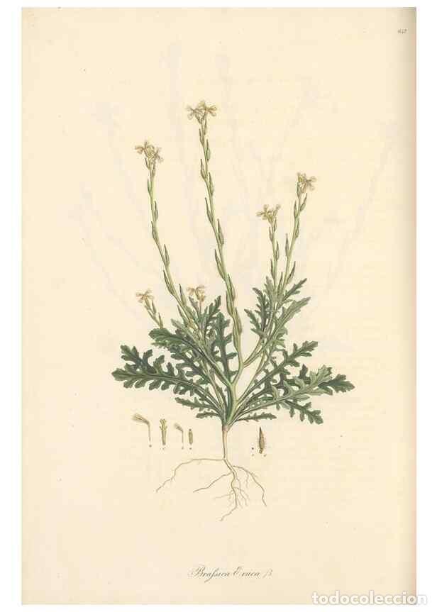 Colecionismo de Revistas e Jornais: Reproducci&oacute;n/Reproduction 49557255278: Flora Graeca, sive, Plantarum rariorum historia, quas in prov