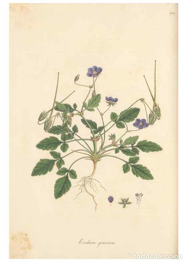 Colecionismo de Revistas e Jornais: Reproducci&oacute;n/Reproduction 49557989592: Flora Graeca, sive, Plantarum rariorum historia, quas in prov