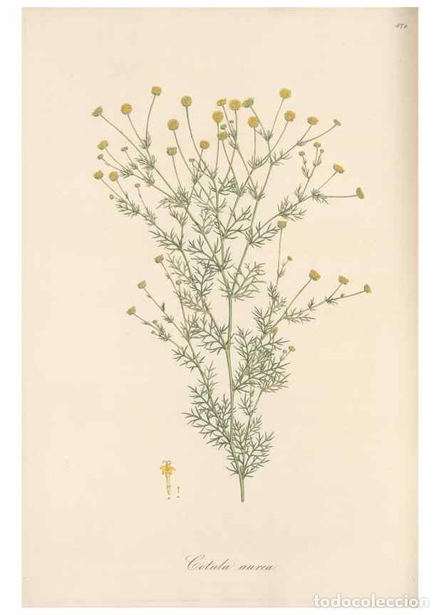 Colecionismo de Revistas e Jornais: Reproducci&oacute;n/Reproduction 49579409618: Flora Graeca, sive, Plantarum rariorum historia, quas in prov