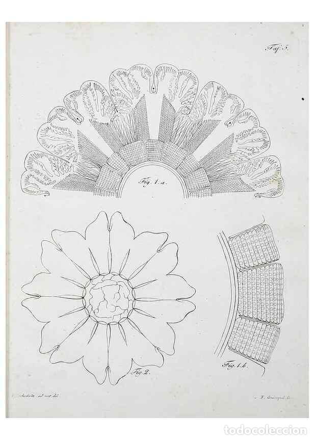 Colecionismo de Revistas e Jornais: Reproducci&oacute;n/Reproduction 49558808822: System der Acalephen :. Berlin :bei Ferdinand D&uuml;mmler,1829..