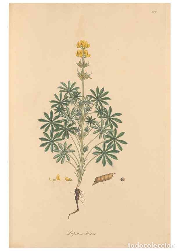 Colecionismo de Revistas e Jornais: Reproducci&oacute;n/Reproduction 49557267918: Flora Graeca, sive, Plantarum rariorum historia, quas in prov