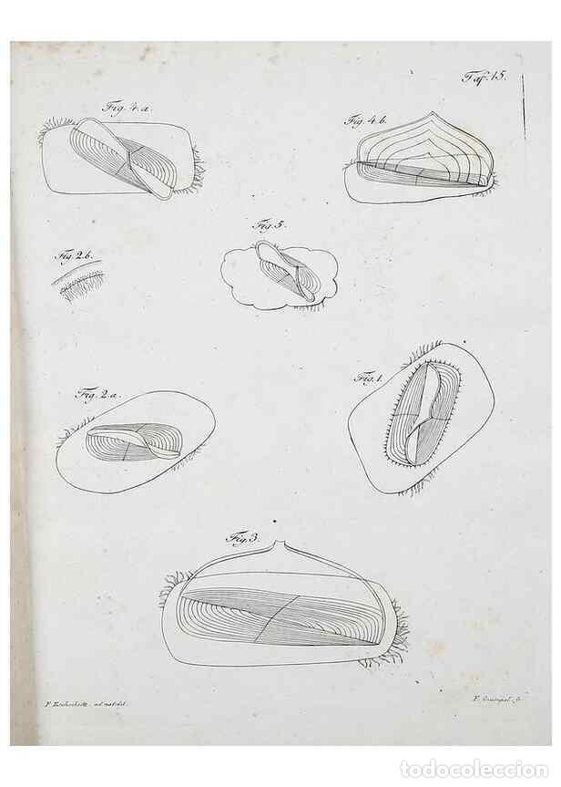 Colecionismo de Revistas e Jornais: Reproducci&oacute;n/Reproduction 49558575966: System der Acalephen :. Berlin :bei Ferdinand D&uuml;mmler,1829..