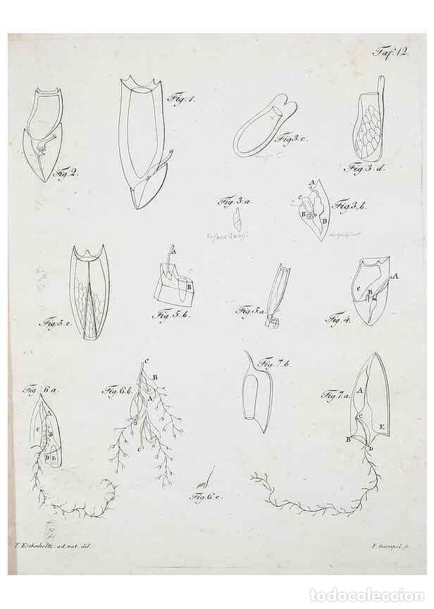 Colecionismo de Revistas e Jornais: Reproducci&oacute;n/Reproduction 49558575186: System der Acalephen :. Berlin :bei Ferdinand D&uuml;mmler,1829..