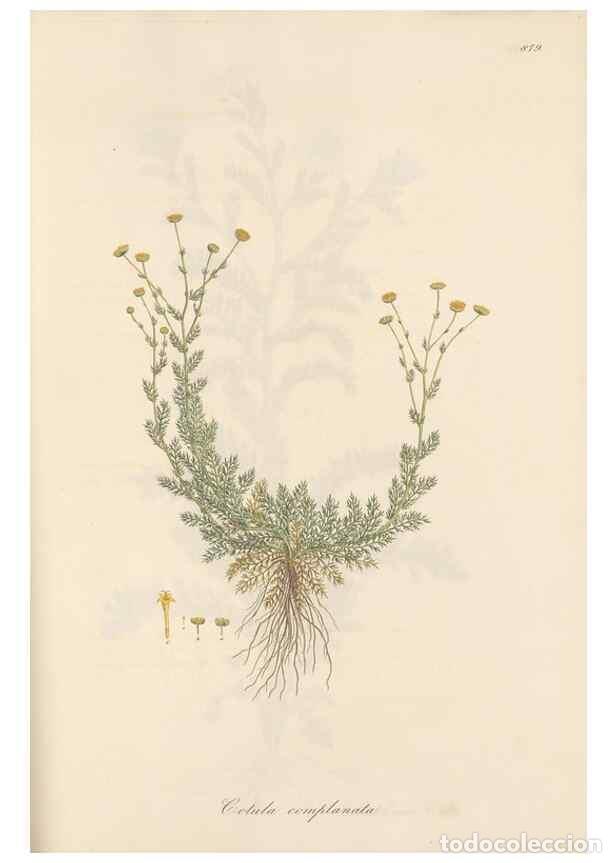 Colecionismo de Revistas e Jornais: Reproducci&oacute;n/Reproduction 49579911461: Flora Graeca, sive, Plantarum rariorum historia, quas in prov