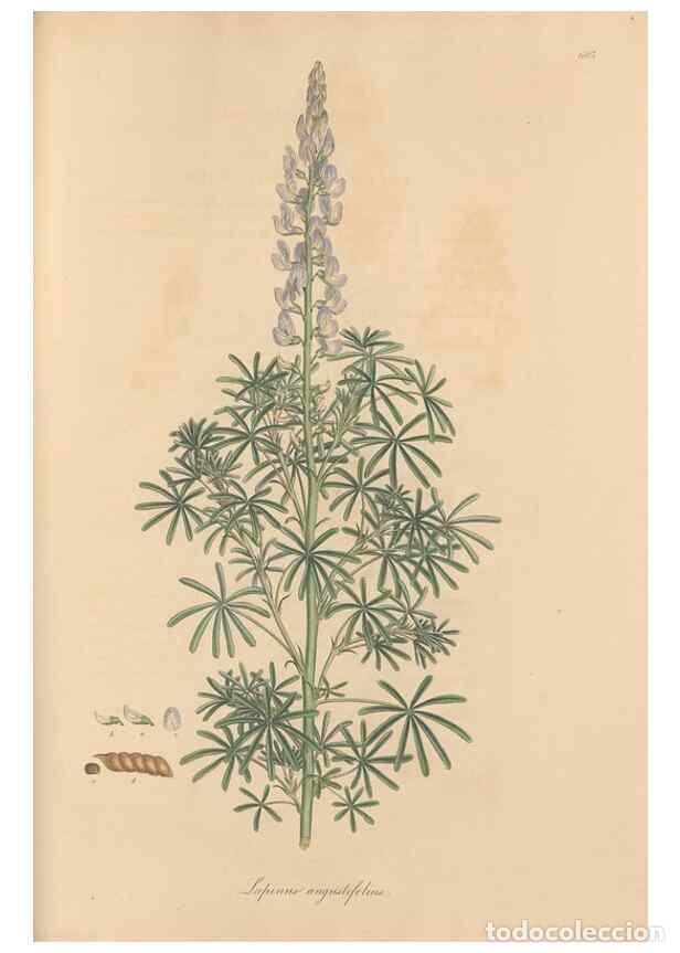 Colecionismo de Revistas e Jornais: Reproducci&oacute;n/Reproduction 49557267633: Flora Graeca, sive, Plantarum rariorum historia, quas in prov