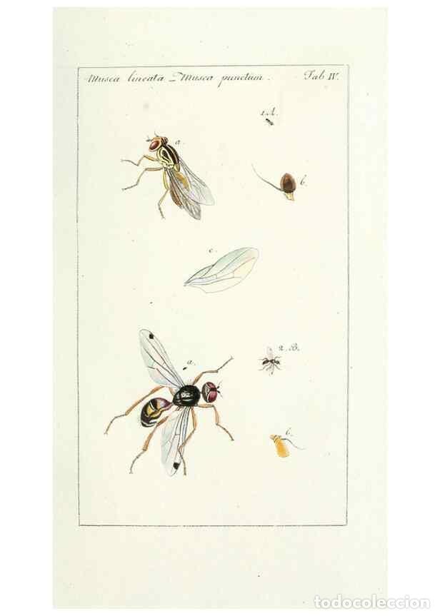 Coleccionismo de Revistas y Peri&oacute;dicos: Reproducci&oacute;n/Reproduction 49580379817: Genres des mouches dipt&egrave;res repr&eacute;sent&eacute;s en XLII. planches pro