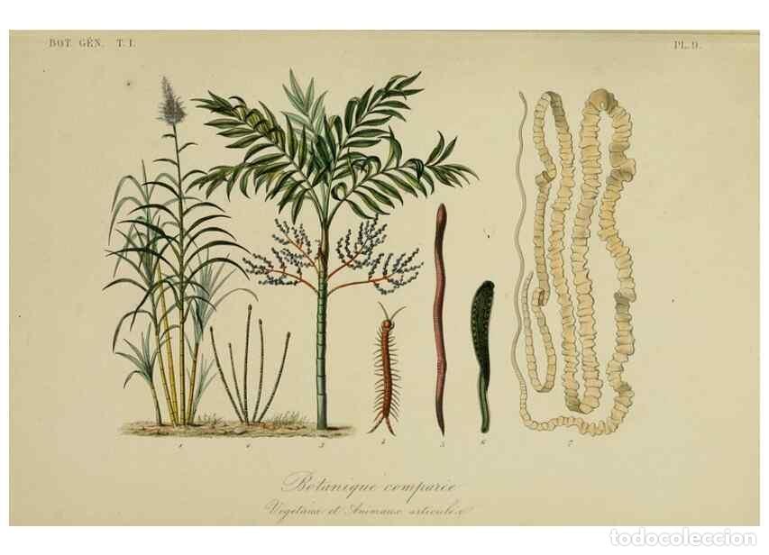 Coleccionismo de Revistas y Peri&oacute;dicos: Reproducci&oacute;n/Reproduction 49582696683: Le R&egrave;gne v&eacute;g&eacute;tal;. Paris,L. Gu&eacute;rin,1870-72.. - R&eacute;veil, O.