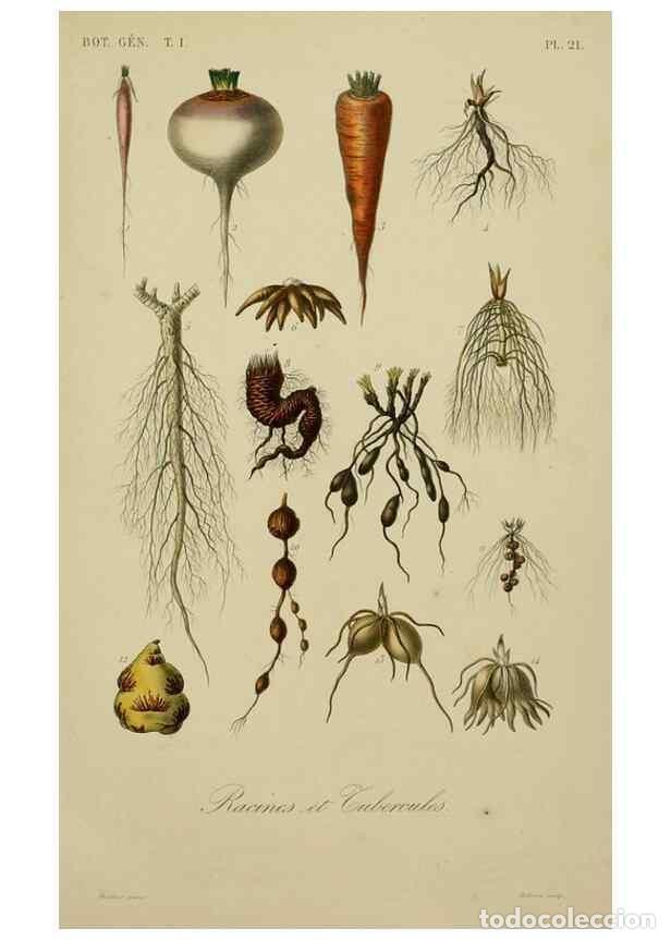 Coleccionismo de Revistas y Peri&oacute;dicos: Reproducci&oacute;n/Reproduction 49582699228: Le R&egrave;gne v&eacute;g&eacute;tal;. Paris,L. Gu&eacute;rin,1870-72.. - R&eacute;veil, O.