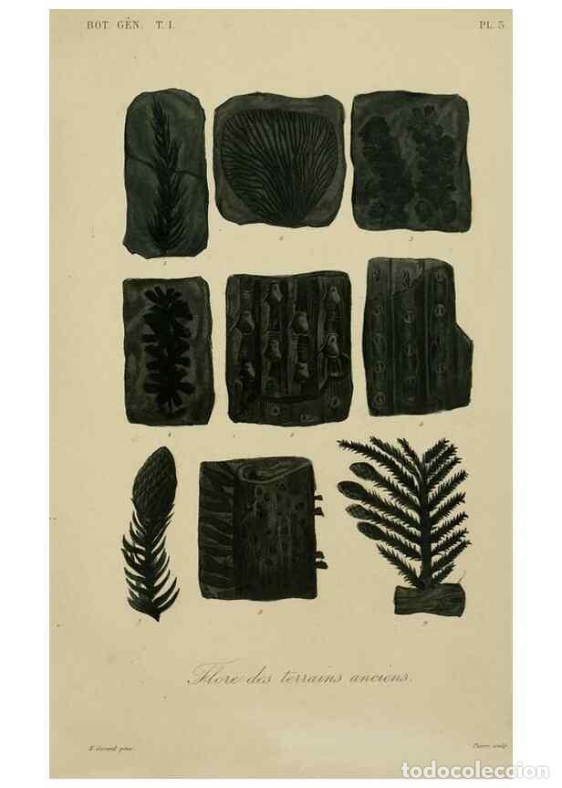 Coleccionismo de Revistas y Peri&oacute;dicos: Reproducci&oacute;n/Reproduction 49583191251: Le R&egrave;gne v&eacute;g&eacute;tal;. Paris,L. Gu&eacute;rin,1870-72.. - R&eacute;veil, O.