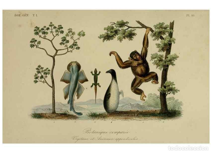 Coleccionismo de Revistas y Peri&oacute;dicos: Reproducci&oacute;n/Reproduction 49582696923: Le R&egrave;gne v&eacute;g&eacute;tal;. Paris,L. Gu&eacute;rin,1870-72.. - R&eacute;veil, O.