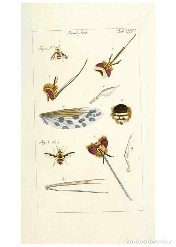 Coleccionismo de Revistas y Peri&oacute;dicos: Reproducci&oacute;n/Reproduction 49579663533: Genres des mouches dipt&egrave;res repr&eacute;sent&eacute;s en XLII. planches pro