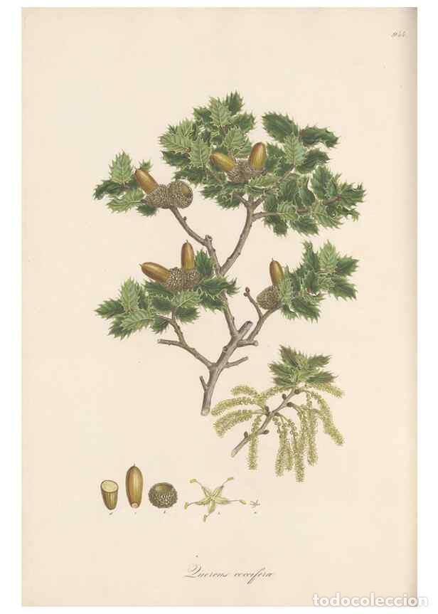 Colecionismo de Revistas e Jornais: Reproducci&oacute;n/Reproduction 49580099951: Flora Graeca, sive, Plantarum rariorum historia, quas in prov