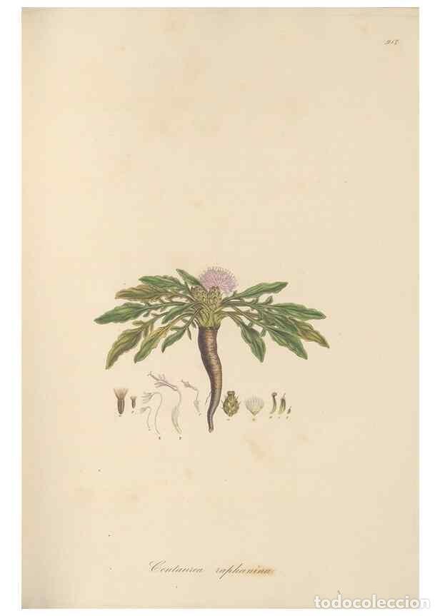 Colecionismo de Revistas e Jornais: Reproducci&oacute;n/Reproduction 49580317912: Flora Graeca, sive, Plantarum rariorum historia, quas in prov